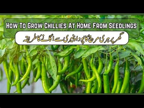 How To Grow Chillies At Home From Seedlings Complete Guide Hari