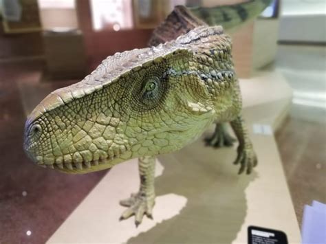 Museo Geologico Delle Dolomiti Il Trentino Dei Bambini