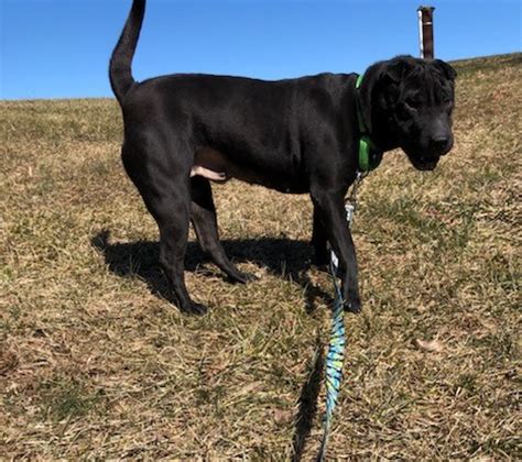 Sharpie Mid Atlantic Chinese Shar Pei Rescue Operation Inc