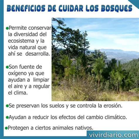 Beneficios De Cuidar Los Bosques Razones Porque Debemos Cuidar Los Bosques