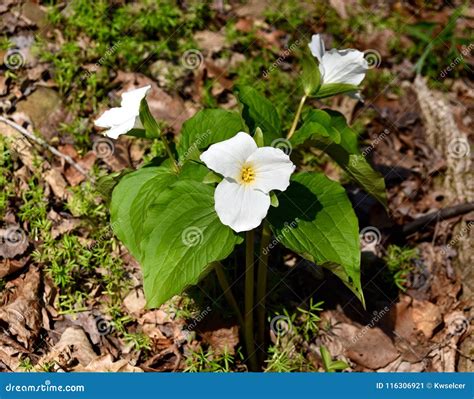 Bright White Flower And Green Leaves Of A Large White Trillium Plant