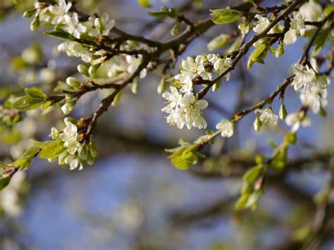 Fotos gratis árbol naturaleza rama flor Fruta luz de sol hoja