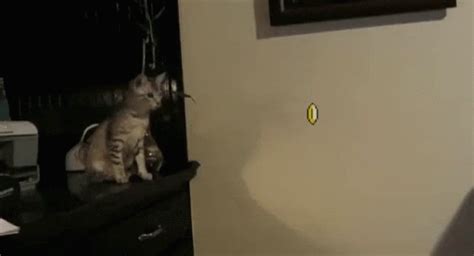 Cat Dimension GIF - Cat Dimension - Discover & Share GIFs