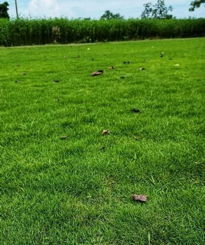 Natural Green Rectangular Park Lawn Grass For Garden At Rs 11 Sq Ft In