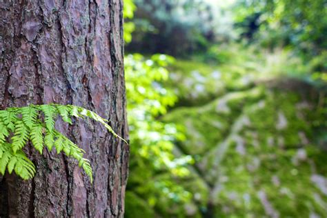 Bark Nature Pine Tree Tree Trunk 4k Wallpaper Coolwallpapers Me