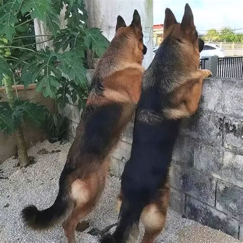 German Shepherd Lovers Club (@germanshepherd.lovers_club) • Instagram ...