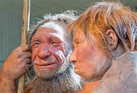 Ancient Teeth Confirm Breeding Between Homo Sapiens And Neanderthals