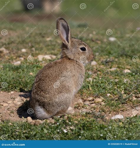 European Rabbit Common Rabbit Oryctolagus Cuniculus Sitting On A