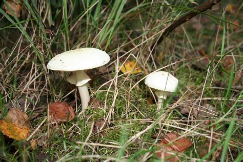 Free Images Nature Forest Grass Autumn Flora Fauna Fungus Woodland Habitat Agaric