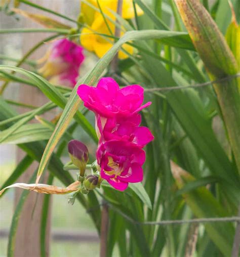 How to Grow Freesia Flowers in Your Garden (Tricks to Care!)