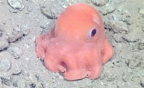 Flapjack Octopus Newly Discovered Pink Octopus Deemed ‘adorable