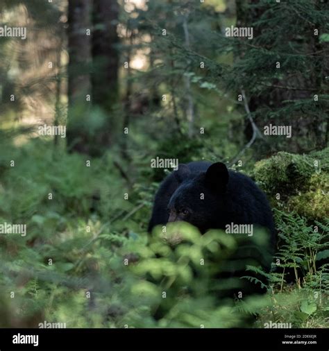 Side Profile of Black Bear just off trail near Clingmans Dome in Great ...