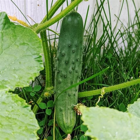 Tips For Growing Cucumbers In Raised Garden Beds Garden Deas