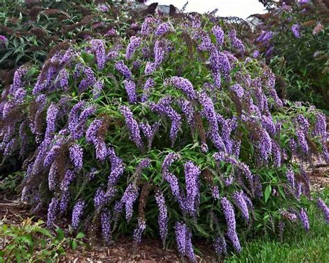 Buddleia Wisteria Lane -- Bluestone Perennials | Garden types, Buddleja ...