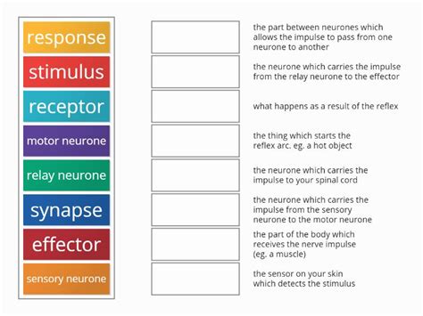 Parts Of A Reflex Arc Match Up