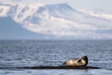 Svalbard Wildlife — johnbirchphoto