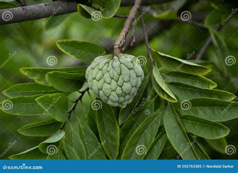 Ata Phal Stock Photos Free And Royalty Free Stock Photos From Dreamstime