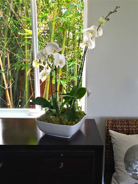 DIY indoor orchid garden - Trace | Style | Create | Live