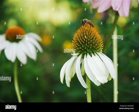 White Swan Echinacea Purpurea Flowers Also Known As Coneflowers