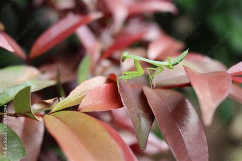 Foto De The Praying Mantis Is Seen Standing On Its Long Slender Legs