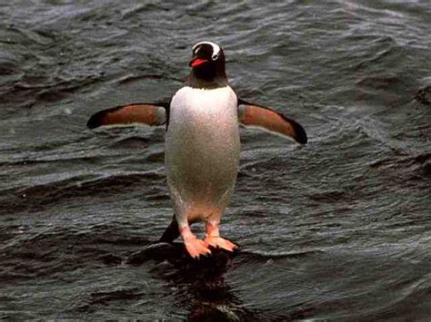 Gentoo Penguin