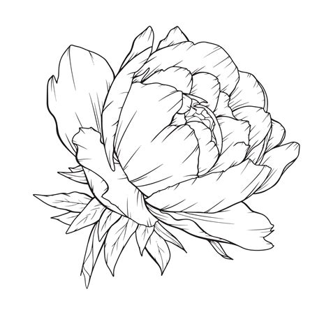 Simple Outline Peony Drawing