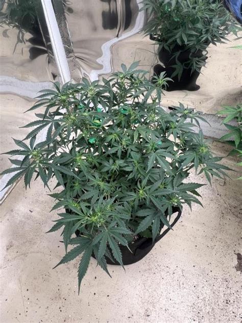 Royal Queen Seeds Royal Runtz Automatic Grow Diary Journal Week6 By