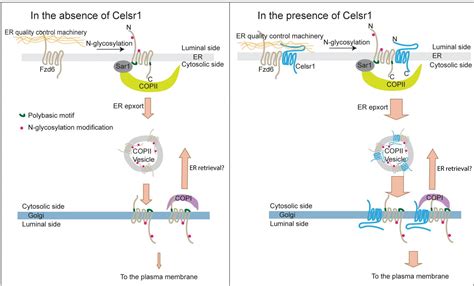 Model [image] Eurekalert Science News Releases