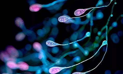 Comprendre l importance de la durée de vie des spermatozoïdes dans la