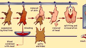 Cow Slaughterhouse Process