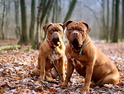 Differences Between English French And Spanish Mastiffs