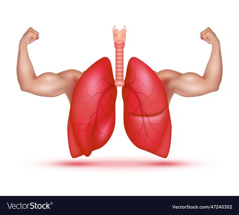 Strong healthy human lungs Royalty Free Vector Image