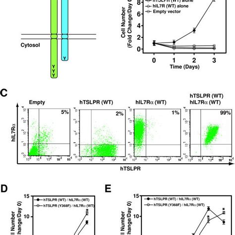 Conservation Of Cytoplasmic Tyrosine Residues In Il 7rαtslpr Across