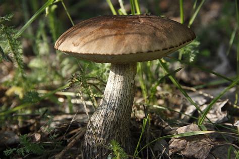 Seta marrón verano macro fondo papel pintado seta planta boletus