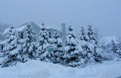 Snowy Trees Stanley Zimny Thank You For Million Views Flickr