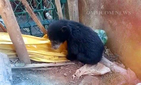 Forest Dept Officials Rescue Bear Cub In Nabarangpur Odisha