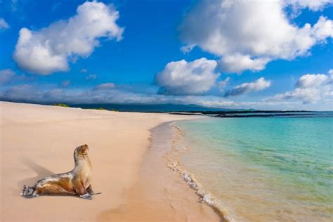 Galapagos Quando Andare Isole E Cose Da Vedere The Wom Travel