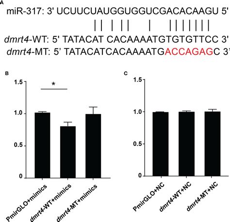 Frontiers Transcriptome Sequencing Analysis Of Sex Related Genes And