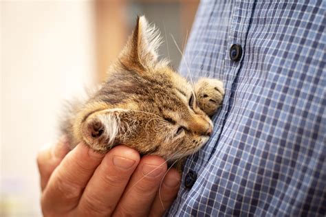 Cat Vaccines for Pets in Menomonee Falls, WI | Brook-Falls Veterinary