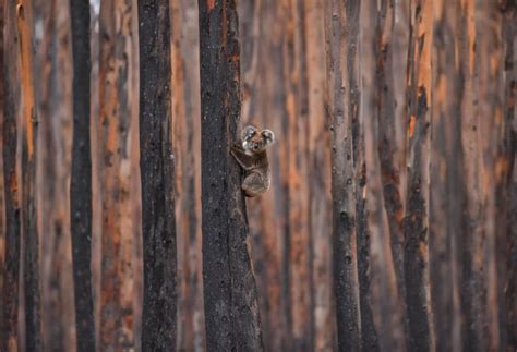 Beloved Symbol of Australian Wildlife, Koalas Officially Become ...