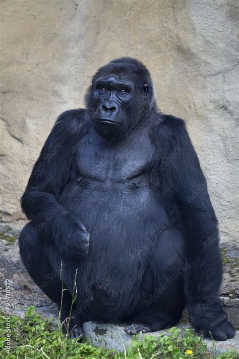 An old gorilla female, sitting alone. Clever stare of the great ape ...