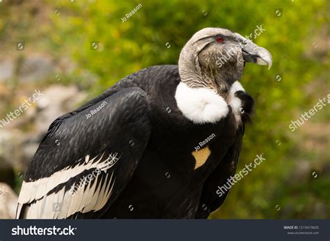 Endangered Condor Ecuadorian Andes Stock Photo Edit Now 1519419605