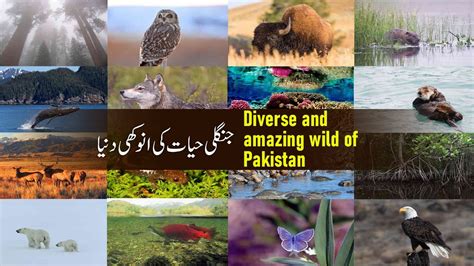 Diverse And Amazing Wildlife Of Pakistan Youtube