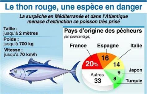 Thon rouge 20 000 tonnes par an seraient pêchées illégalement