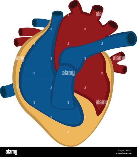Isolated human cut heart Stock Vector Image & Art - Alamy