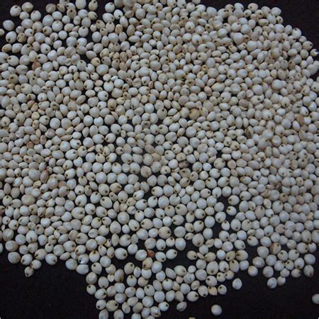 White Sorghum Wholesale White Sorghum Seeds In Bulk Supplier Trader