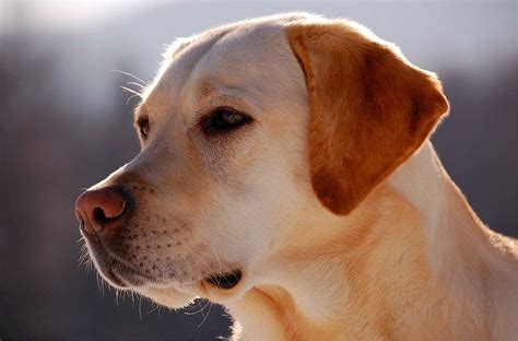 The 6 Most Popular Labrador Mix Breeds | KamCord