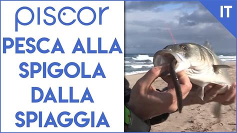 Pesca Alla Spigola Dalla Spiaggia A Surfcasting YouTube