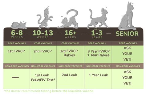 Feline Vaccine Services | Cotati Small Animal Hospital