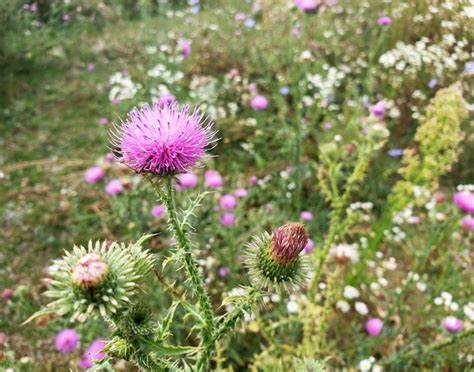 How To Grow Milk Thistle Hunker